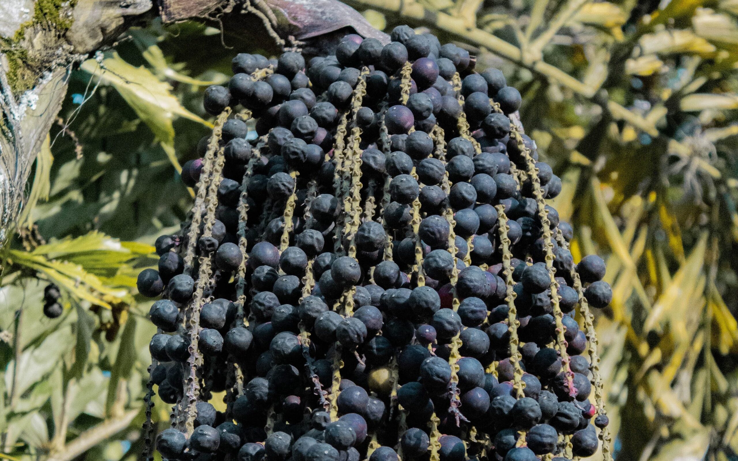 10 Benefícios Do Açaí Das Profundezas Da Amazônia Ao Mundo