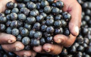 Os 10 benefícios do açaí para a saúde e o bem-estar geral. É importante lembrar que a incorporação do açaí em uma dieta equilibrada...